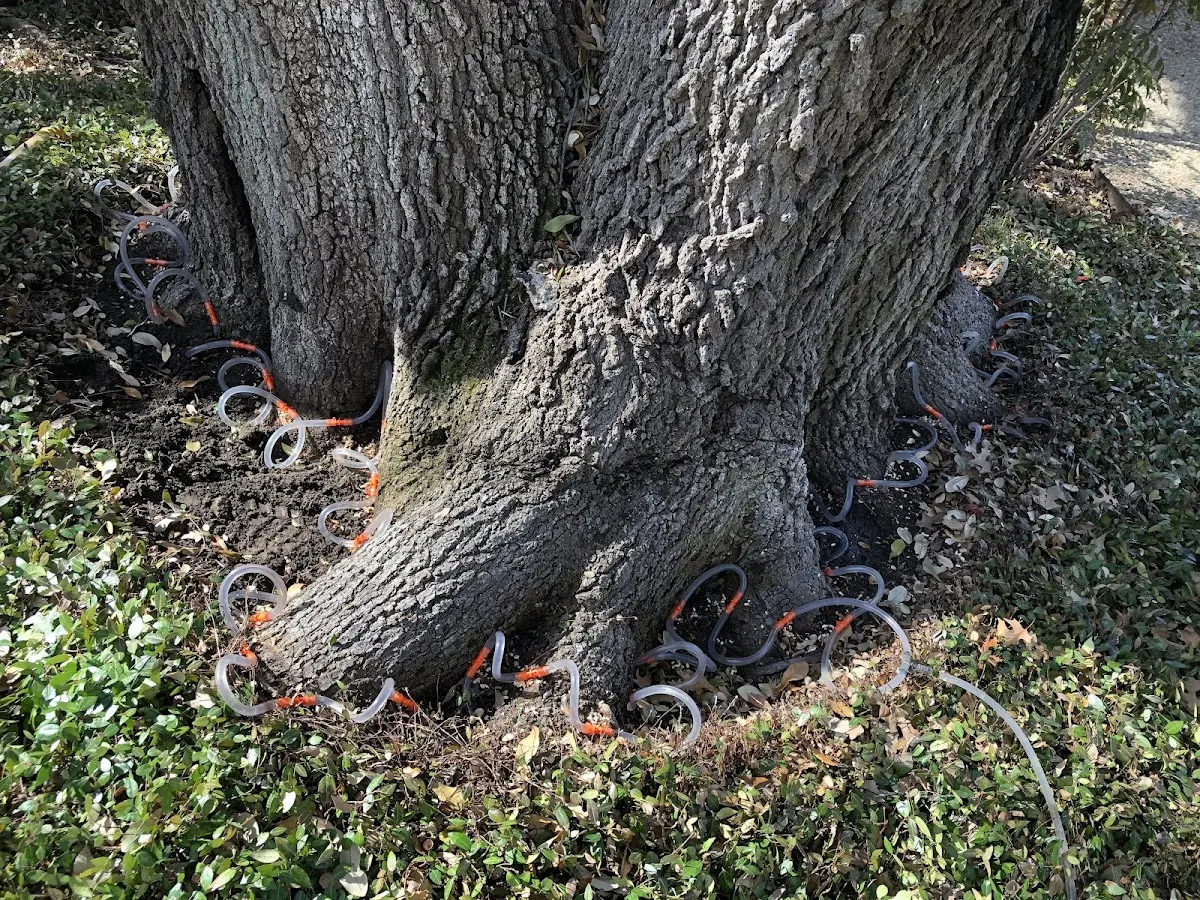 Detailed Tree Cabling and Bracing job site in Callensburg
